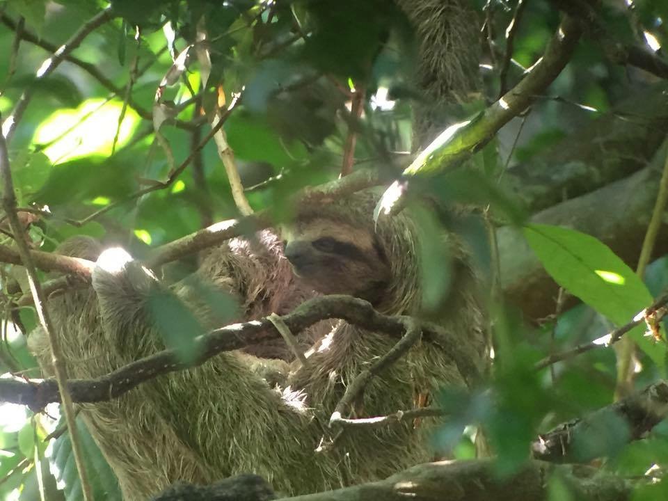 sloth Costa Rica